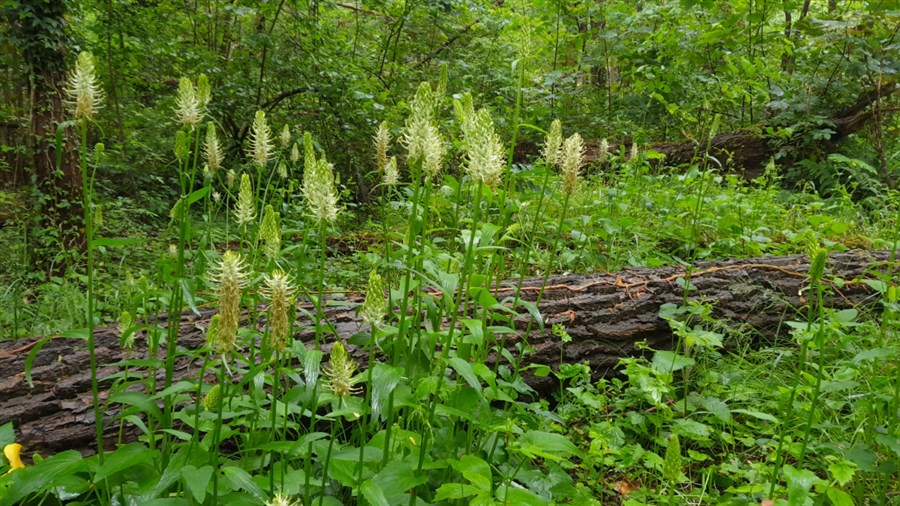 Bloeiende witte rapunzel in het Ulvenhoutse Bos. Foto: Robert de Jong